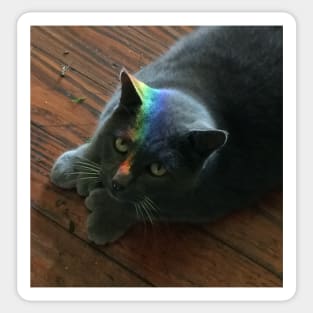 Rainbow Cat Sticker